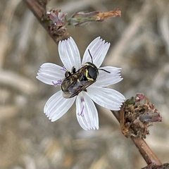 Dianthidium