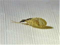 Sympherobius barberi