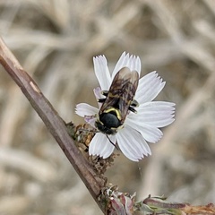 Dianthidium