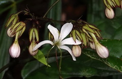 Clerodendrum