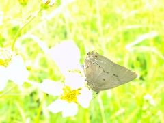 Parrhasius polibetes