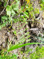 Cheilanthes hypoleuca