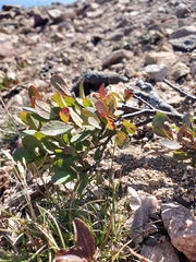Vaccinium uliginosum
