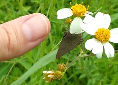 Parrhasius polibetes