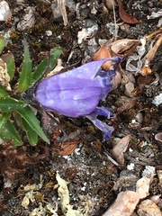 Campanula lasiocarpa