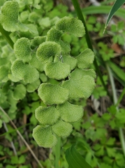Adiantum chilense scabrum