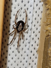 Steatoda nobilis
