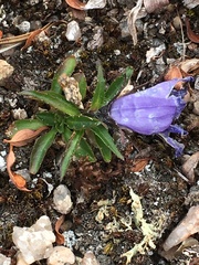 Campanula lasiocarpa