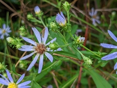 Symphyotrichum prenanthoides