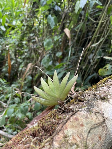 Bolusiella talbotii