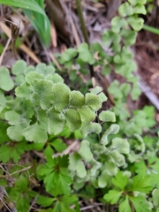 Adiantum chilense scabrum