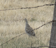 Tympanuchus phasianellus