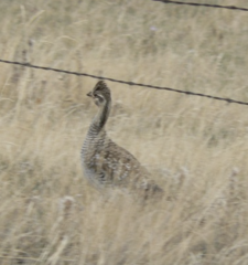 Tympanuchus phasianellus