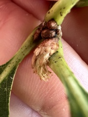 Andricus quercusfrondosus