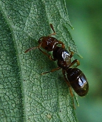 Lasius claviger