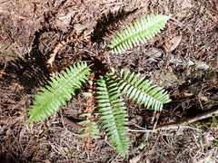 Polystichum munitum