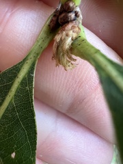 Andricus quercusfrondosus