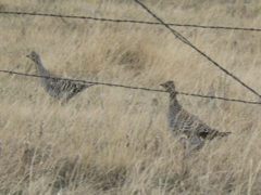 Tympanuchus phasianellus