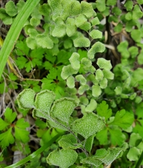 Adiantum chilense scabrum