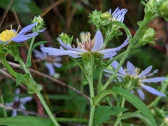 Symphyotrichum prenanthoides