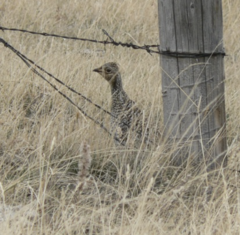 Tympanuchus phasianellus