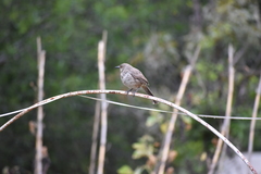 Toxostoma curvirostre