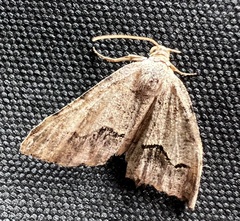 Frederickia s-signata