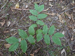 Prosartes hookeri