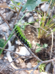 Automeris zephyria