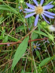 Symphyotrichum prenanthoides