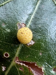 Acraspis pezomachoides