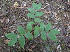 Prosartes hookeri
