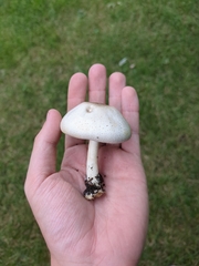 Agaricus xanthodermus