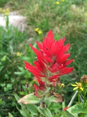 Castilleja miniata miniata