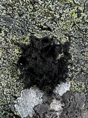Umbilicaria