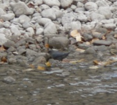 Cinclus mexicanus