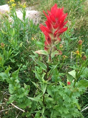 Castilleja miniata miniata