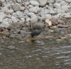 Cinclus mexicanus