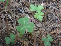 Oxalis oregana
