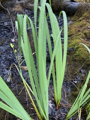 Iris versicolor