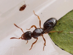 Lasius claviger