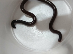 Indotyphlops braminus