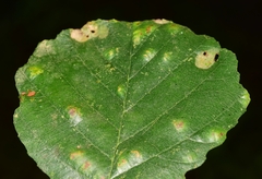 Acalitus brevitarsus