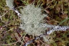 Usnea subfloridana