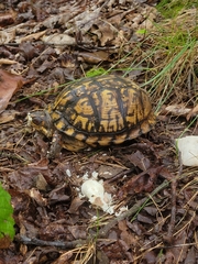 Terrapene carolina carolina