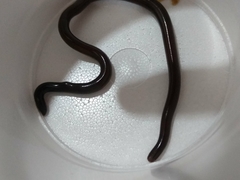 Indotyphlops braminus