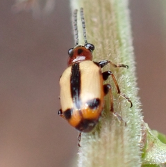 Crioceris paracenthesis