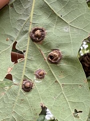 Callirhytis quercusfutilis