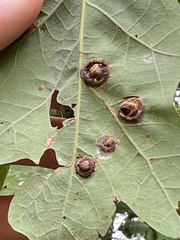 Callirhytis quercusfutilis