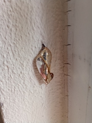 Mechanitis polymnia isthmia